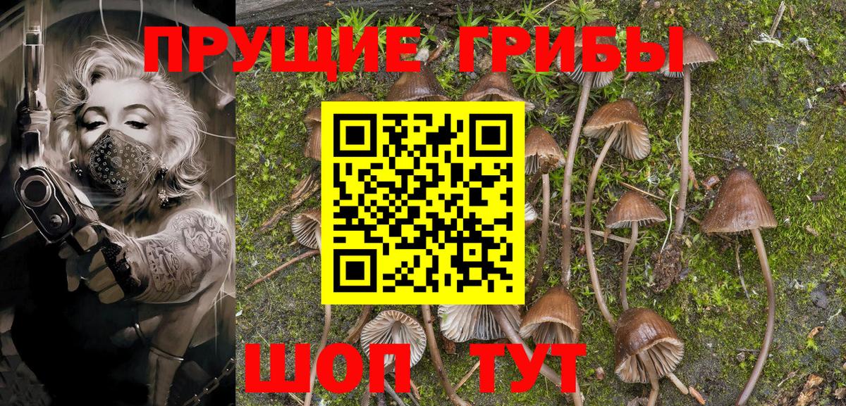 Тавда  Галлюциногенные грибы Psilocybe  Вход с VPN 